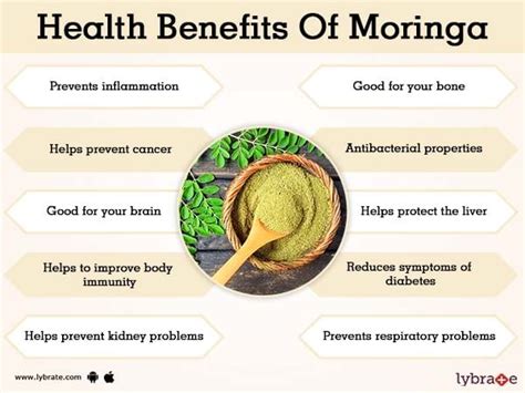 Boosting Energy Levels with Moringa Tree House 36